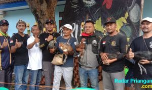 Kontes Ayam Pelung di Cikedokan Garut, Juara 1 Perang Bintang Diraih Sukabumi