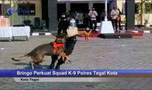 Bringo Anjing Keren Mengagumkan di Squad K-9 Polres Tegal Kota