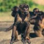 Gerombolan Monyet Serang Warga di Garut