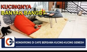 Di Cianjur Ada Kafe Kucing, Apa Saja yang Disediakan?