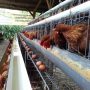 Garut Butuh Pabrik Pakan untuk Menekan Harga Telur Ayam