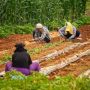 Cegah Kerugian, Petani Disarankan Ikut Asuransi Pertanian