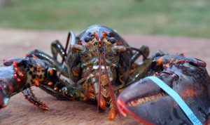 Prosedur Menangkap Benih Bening Lobster di Alam