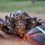 Prosedur Menangkap Benih Bening Lobster di Alam