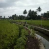 Warga Desa Cipareuan Masih Ada yang Buang Air Besar Sembarangan di Irigasi