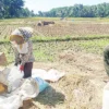 Dinas Pertanian Kabupaten Pangandaran Tetapkan Kebutuhan Pupuk Bersubsidi Tahun 2022 Sebanyak 8.933 Ton