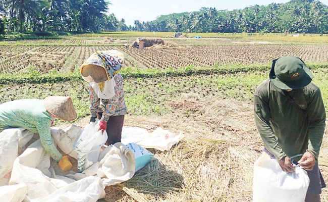 Dinas Pertanian Kabupaten Pangandaran Tetapkan Kebutuhan Pupuk Bersubsidi Tahun 2022 Sebanyak 8.933 Ton