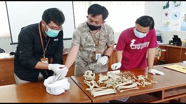 Ditemukan Tulang Belulang di Kaki Gunung Sawal, BKSDA Wilayah III Ciamis: Struktur Gigi Dan Tulang Belulang Cocok Dengan Si Abah