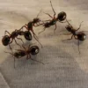 8 Cara Ampuh Membasmi Semut di Rumah Dengan Bahan Alami