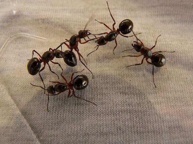 8 Cara Ampuh Membasmi Semut di Rumah Dengan Bahan Alami