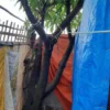 Seorang Pria di Brebes Ditemukan Gantung Diri di Pohon Mangga
