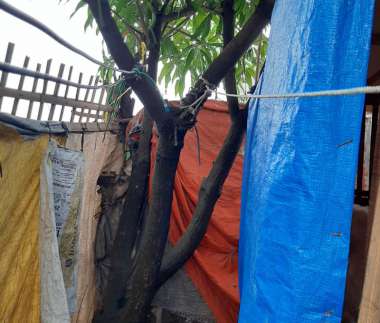 Seorang Pria di Brebes Ditemukan Gantung Diri di Pohon Mangga
