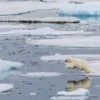 Waduh! Sampah Plastik Sudah Menyebar di Samudera Arktik