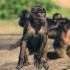 Gerombolan Monyet Memasuki Perkampungan di Desa Cibunar Kecamatan Cibatu