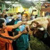 Tanpa Surat Keterangan Kesehatan Hewan, Hewan Ternak Dilarang Masuk ke Kota Bandung!