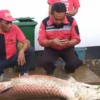 Geger, Ikan Raksasa Muncul di Sungai Paska Banjir Bandang Garut