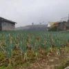 KEBUN: Tampak hamparan kebun bawang milik petani di Kampung Gunungputri, Desa Sukatani, Kecamatan Pacet. (Ayi Sopiandi/Cianjur Ekspres)--