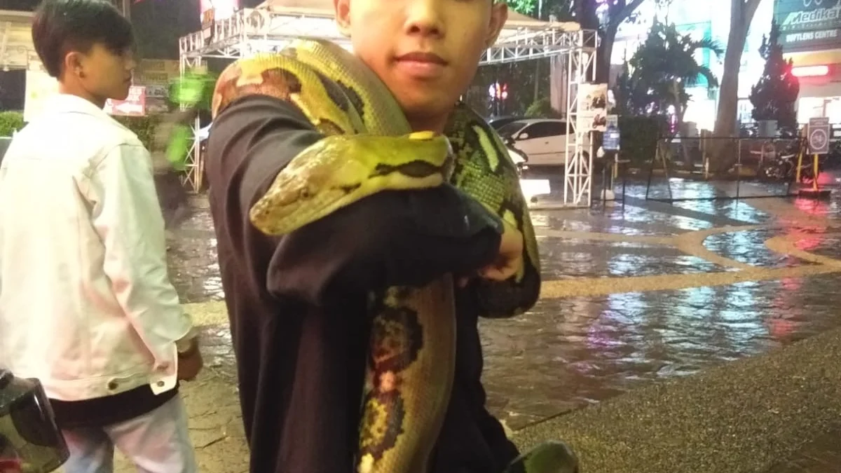 Muhammad Resky, pecinta reptil di Kabupaten Garut. Resky menjelaskan tentang cara agar ular tidak masuk rumah dan cara penanganan gigitan ular.