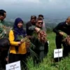 Bupati Garut Rudy Gunawan panen bawang merah di Desa Sukamanah, Kecamatan Bayongbong