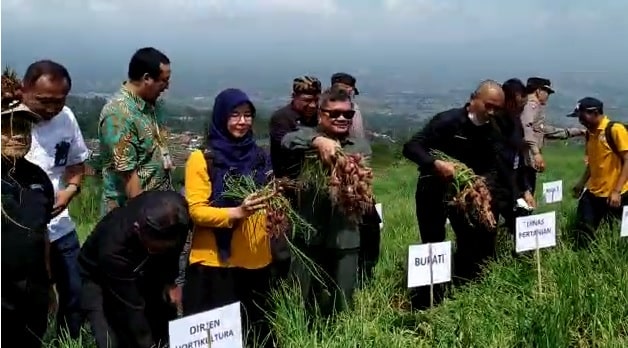 Bupati Garut Rudy Gunawan panen bawang merah di Desa Sukamanah, Kecamatan Bayongbong