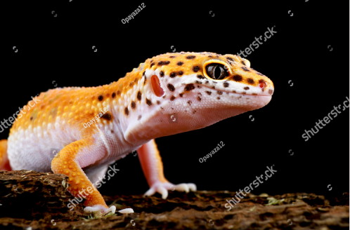 Cara Merawat Leopard Gecko Yang Mudah Untuk Pemula