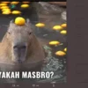 Inilah Alasan Kenapa Kapibara disebut "Masbro" ?