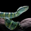 Spesies ular berbisa tinggi di Indonesia, King Cobra juga termasuk?