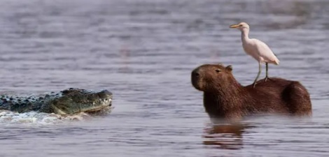 Hewan Viral di TikTok Capybara yang Akrab Dijuluki Masbro