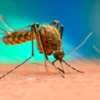Cara Mudah Usir Nyamuk di Rumah, Wajib Untuk Dicoba