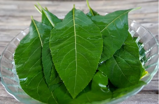 Efek samping daun afrika terkadang menimbulkan rasa pusing dan nyeri di kaki ketika dikonsumsi dalam bentuk teh (foto halodoc)