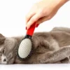 Cara Grooming Kucing Dirumah, Inilah Alat dan langkahnya (foto Pinterest)