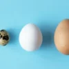 5 Jenis Telur yang Bisa Dimakan dan Kaya Kandungan Gizi