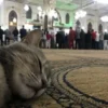 Kucing Saat di Masjid, Apakah Harus Diusir? (foto Twitter @arab11__)