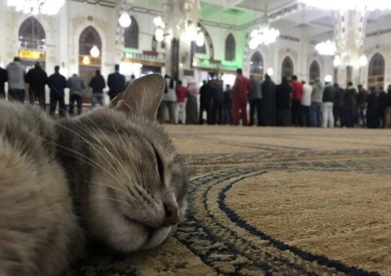 Kucing Saat di Masjid, Apakah Harus Diusir? (foto Twitter @arab11__)