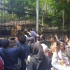 Pengunjung ke taman satwa Cikembulan bisa memberikan makan langsung ke hewan buas