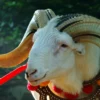 Mengenal Keistimewaan Domba Garut, Bernilai Ratusan Juta Per Ekor