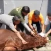 foto penyembelihan sapi Dewi Perssik yang diunggah di akun instagramnya
