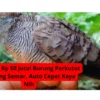 Tembus Rp 50 Juta! Burung Perkutut Kantong Semar, Auto Cepet Kaya Nih