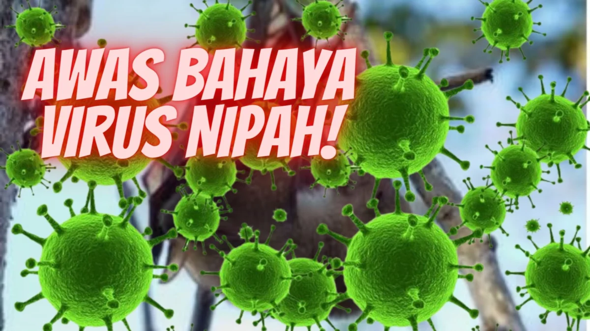 Gejala Virus Nipah Yang Sangat Berbahaya, Cek Informasi Virus Nipah Disini