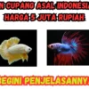Jenis Ikan Cupang Asal Indonesia Dengan Harga 5 Juta Rupiah, Simak Penjelasannya!