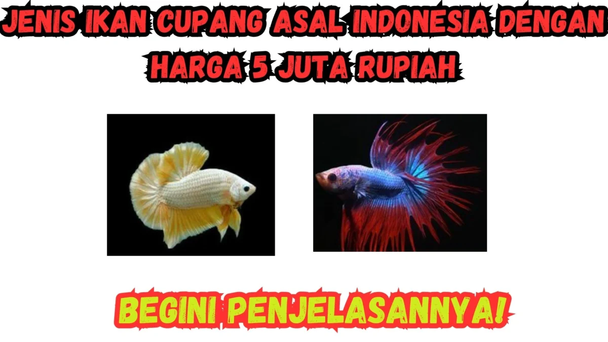Jenis Ikan Cupang Asal Indonesia Dengan Harga 5 Juta Rupiah, Simak Penjelasannya!
