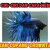 Ikan cupang Crowntail: Harga, Ciri-ciri dan Cara Memilihnya