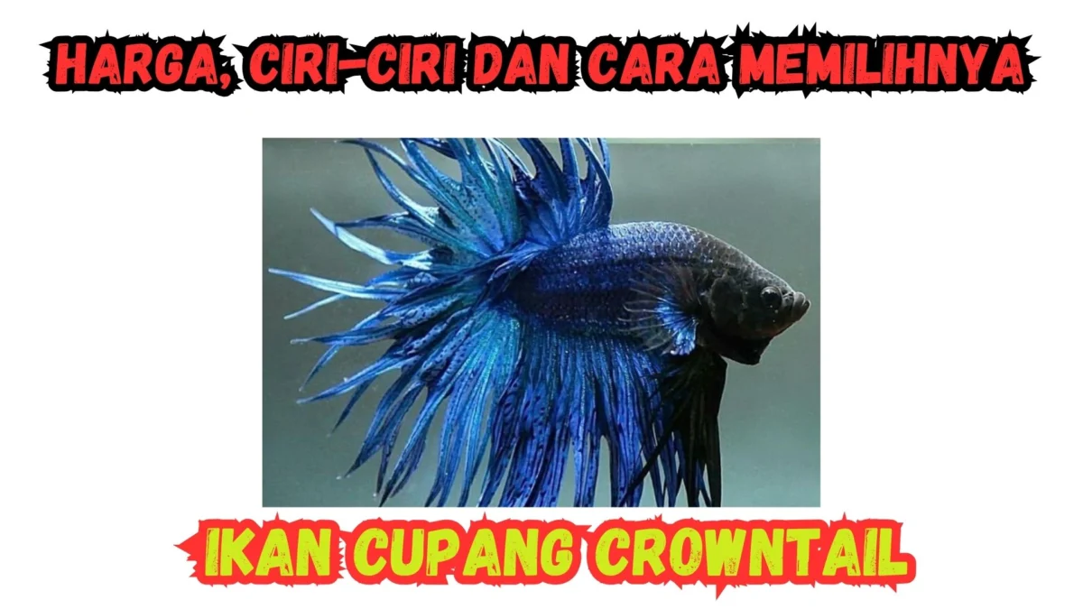 Ikan cupang Crowntail: Harga, Ciri-ciri dan Cara Memilihnya