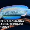10 Jenis Ikan Channa dan Harga Terbaru di Tahun 2023