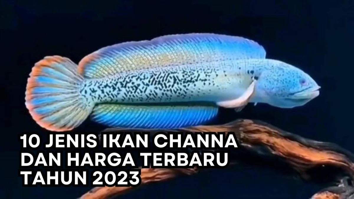 10 Jenis Ikan Channa dan Harga Terbaru di Tahun 2023