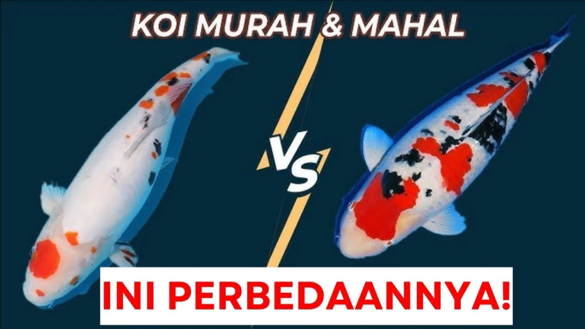 Cara Mengenali Perbedaan Ikan Koi Murah dan Mahal