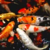10 Jenis Ikan Hias Air Tawar Berharga Fantastis yang Tembus Ratusan Juta Per Ekor