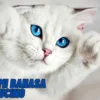 Memahami Bahasa Tubuh Kucing: Tanda-tanda Kebahagiaan dan Kecemasan
