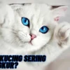Kenapa Kucing Sering Mendengkur? Simak Penjelasannya Disini