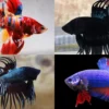 Inilah 5 Ikan Cupang Termahal di Dunia dengan Harga yang Selangit